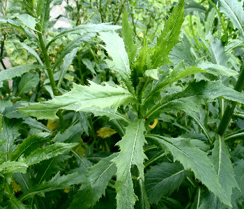 Chenopodium ambrosioides - Epazote (Wormseed or Mexican tea) (Tropilab)